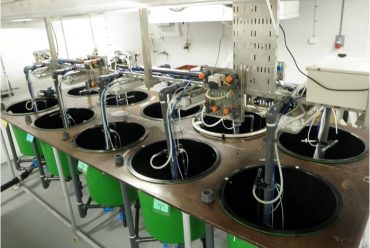 Jauna studiju programma – „Akvakultūru bioloģija”