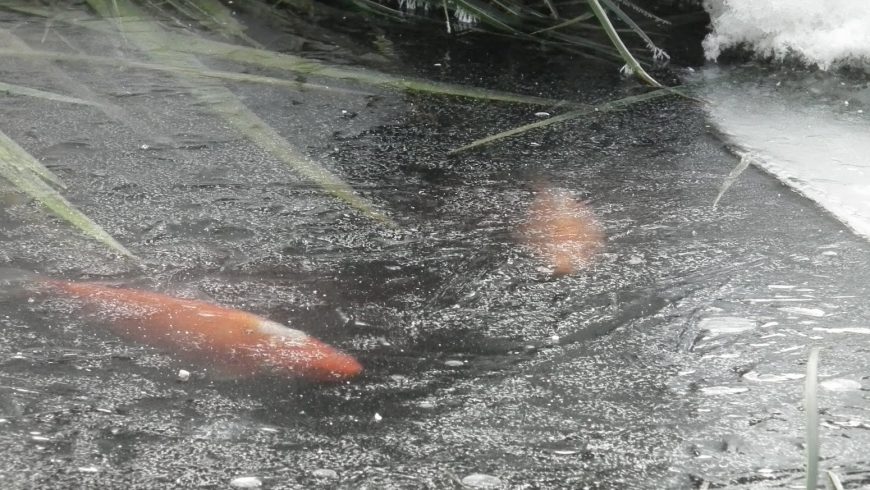 Zivju audzēšana atklātā dīķī. Kas aktuāls ziemā? Dīķa aerācija.