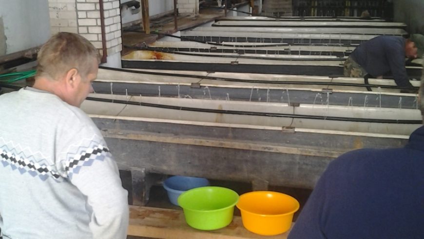 Uzlabos Latvijas zivjaudzētāju konkurētspēju