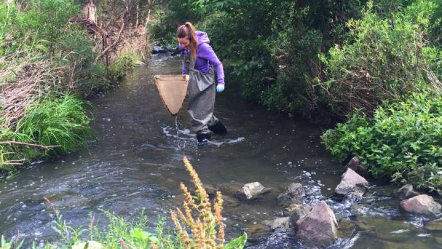 Ūdens kvalitāte – ko forelei nozīmē dzīvot ar medicīnas preparātiem pilnā ūdenī
