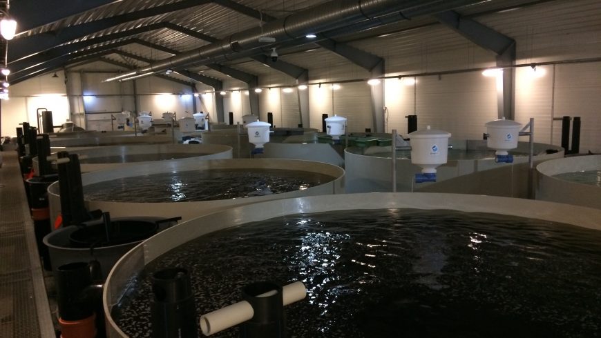 Kādēļ zivju audzēšana uz sauszemes ierīkotos baseinos ir ilgtspējīgāka